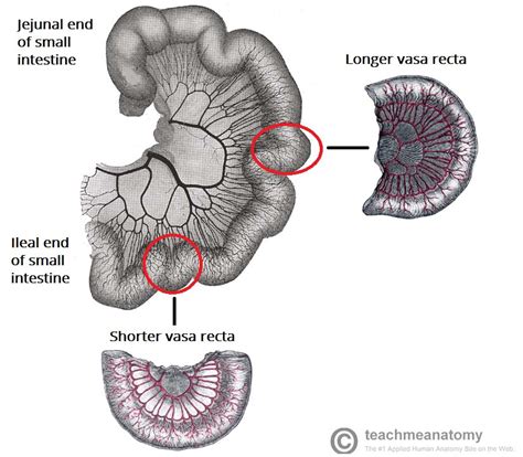 Berg keto consultant today and get the help you need on your journey. The Small Intestine - Duodenum - Jejunum - Ileum ...