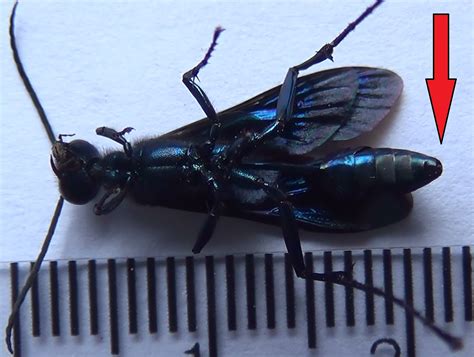 Sexing A Blue Mud Wasp Chalybion Californicum Bugguidenet