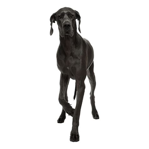 Great Dane Facts Free Unlimited Png Download