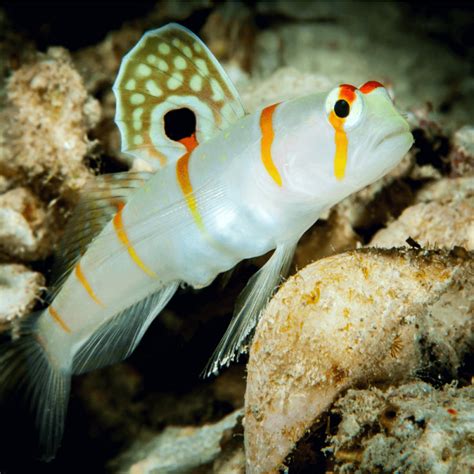 Amblyeleotris Randalli Orange Stripe Prawn Goby Aquaorinoco