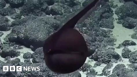 Gulper Eel Caught On Camera In Hawaii