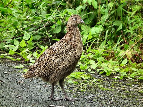 Juvenile Hen Pheasant Phasianus Colchicus Mike Slade Flickr