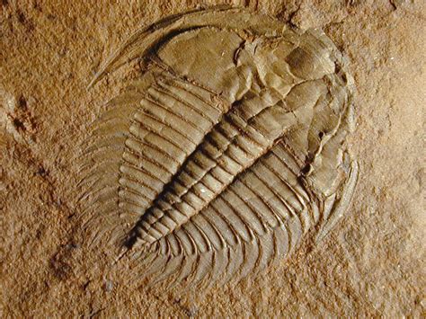 The Fossil Record History Of Life