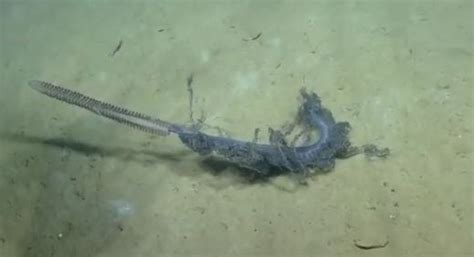 Deep Sea Explorers Stumble Upon Amazing Creature