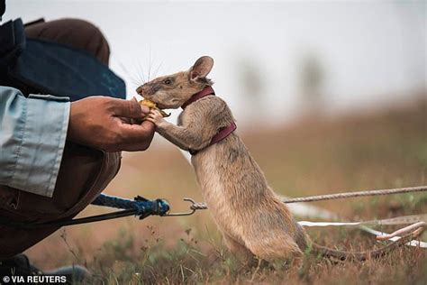 Pdsa Gold Medal Awarded To Landmine Detecting African Pouched Rat