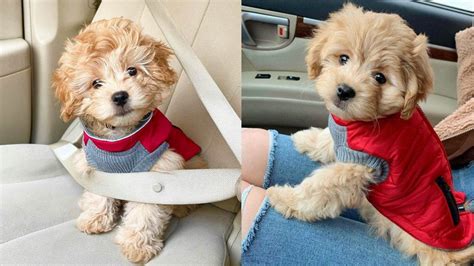 Shih Poo Cutest Shih Tzu Poodle Mix Dogs Puppies Club