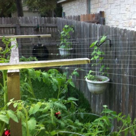 We did not find results for: Fishing line between tomato trellis and fence to deter ...