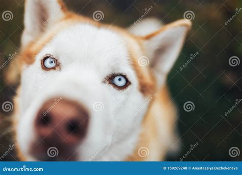 Red Siberian Husky Dog Snout Close Up View Nose Macro Shot Stock