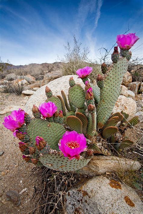 Cactus Blooms Photograph By Peter Tellone