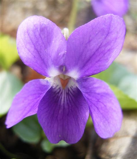 Edible Flowers Sweet Violet Viola Odorata 50 Seeds