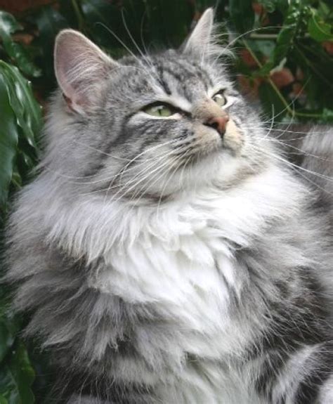 Norwegian Forest Cat For Adoption The W Guide