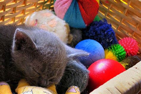 Simple Eco Friendly Cat Toy Ideas Photo Credit Mikael Tigerstromwikimedia Commons With