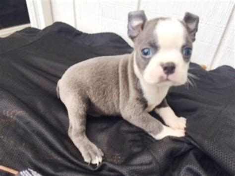 Click here to search for a breeder near you. Boston Terrier Puppies For Sale | Canton, OH #160100