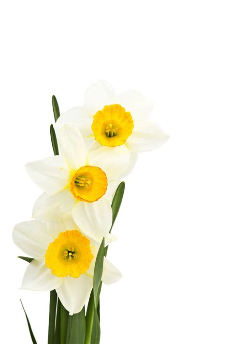 Narcissus 30964 - Flowers photo - Flowers | Birth month flowers, Birth flowers, List of flowers
