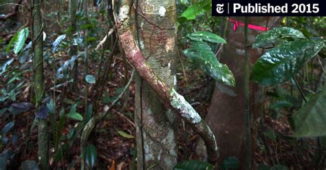 Study Quantifies Liana Vines Threat To Forests The New