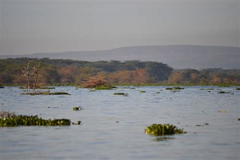 Lago Naivasha Kenya