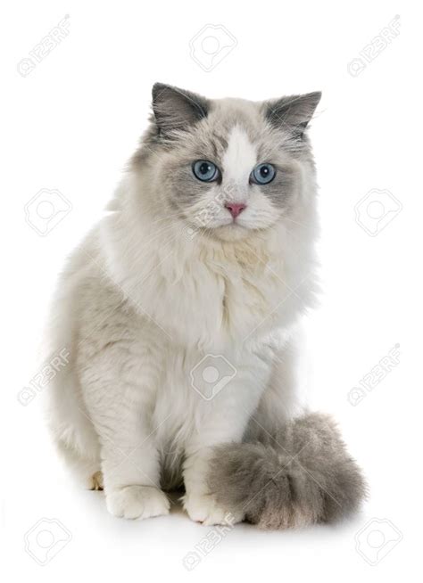 Free Download Ragdoll Cat In Front Of White Background Stock Photo