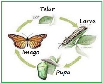Metamorfosis tidak sempurna merupakan metamorfosis yang melewati 3 tahapan, yaitu dari telur menjadi nimfa atau larva, kemudian menjadi hewan dewasa. Metamorfosis - Tinta Pendidikan Indonesia