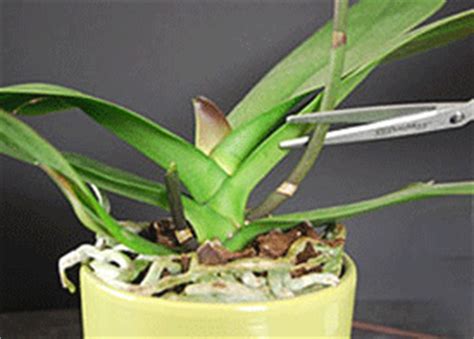 Why lime tree leaves turn yellow. Tips for Preparing to Repot Orchids
