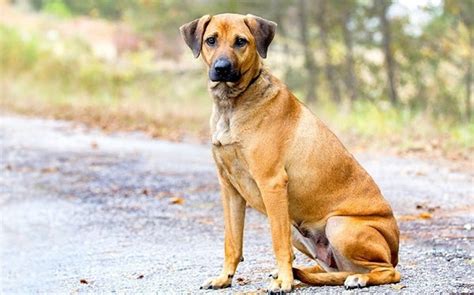 What Is The Cur Dog Breed See These 5 Amazing Things About Cur Dogs