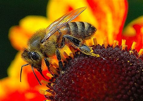 Worker Bee F4 Inspirational Images