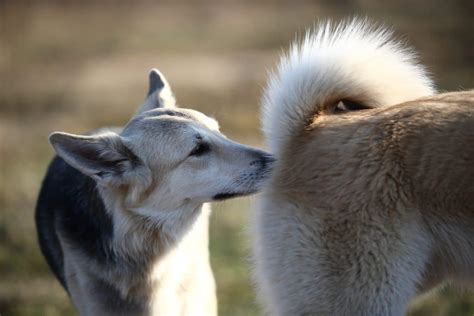 Dog Butt Sniffing Explained Why Dogs Smell Each Others Butts And Yours