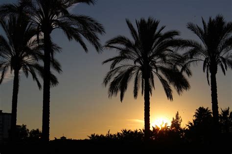 50 Palm Trees Sunset Wallpapers Hd High Quality Download