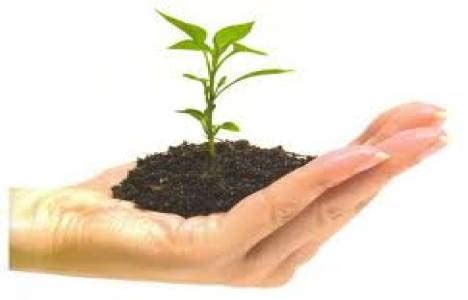 Tarim ve orman bakanliği orman genel müdürlüğü i̇lgili i̇dare örneği: özel ağaçlandırma dilekçe örneği - 02/03/2021 ...