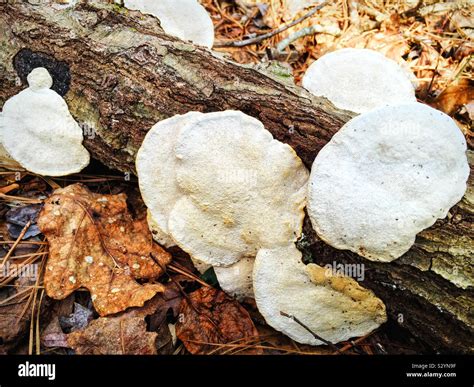 A Bunch Of White Colored Mushroom Shaped Fungi Are Growing On A Fallen