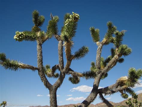 Desert Cactus Flowers Teutonia Peak Trail Has The Best Jo Flickr