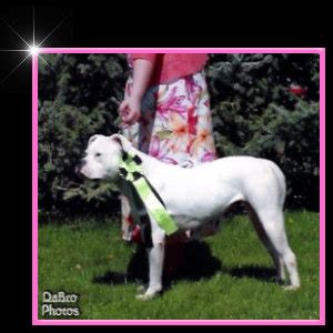 Find a great michigan dog breeder at dogbreederdirectory.com. American Bulldogs - Jemm's Kennel - American Bulldog ...