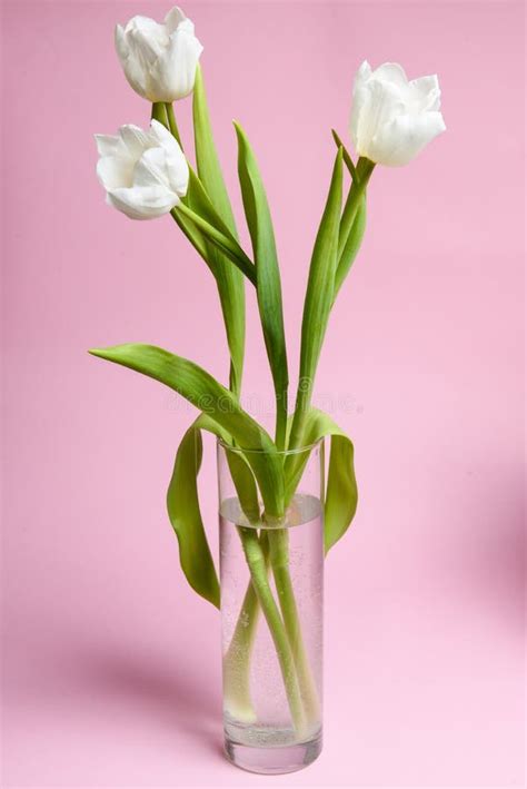 Three White Tulips In A Glass Vase Stock Image Image Of Decorative Birthday 112429789