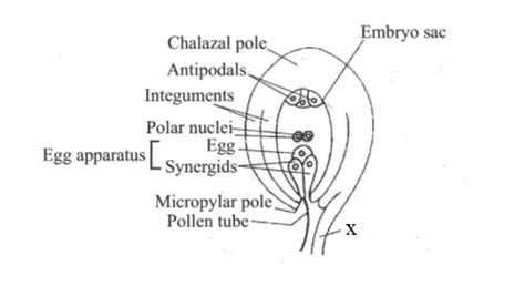 Draw A Welllabelled Diagram Of An Angiospermic Ovule Showing Porogamous