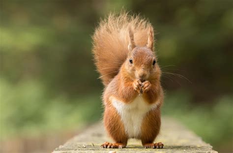 Squirrel Spirit Animal Symbolism & Meaning - A-Z Animals