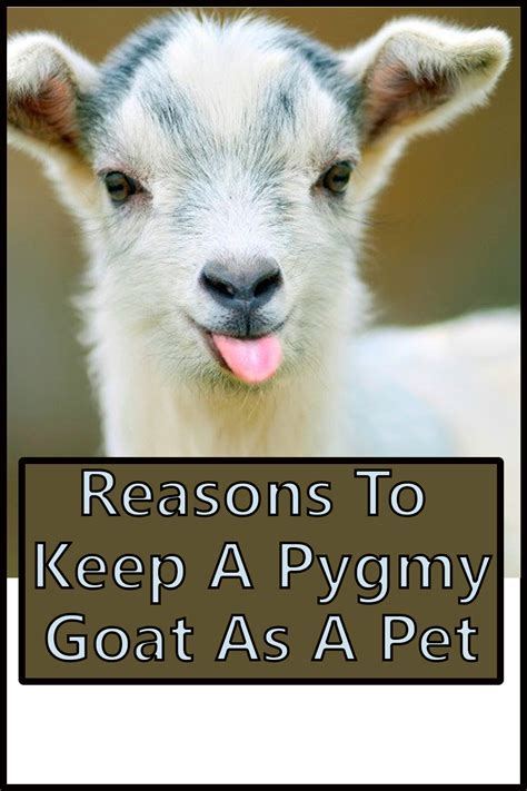 Reasons To Keep A Pygmy Goat As A Pet The Buzz Land