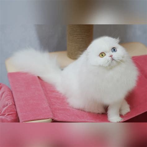 Eliza Scottish Fold Highland Female Sold 2450 Meowoff Kittens For Sale In Chicago