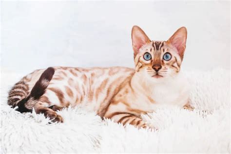 How Much Do Bengal Cats Cost 2022 Complete Cost Guide Monsieurtn