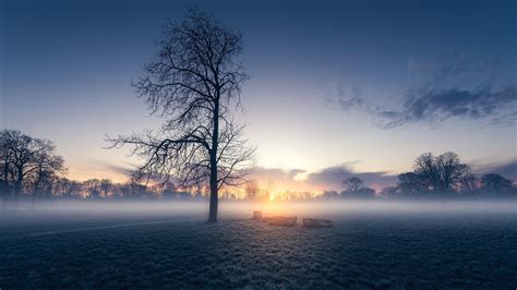 Misty Morning Mist Lone Tree Lonely Tree Field Sunrise Dawn Sky