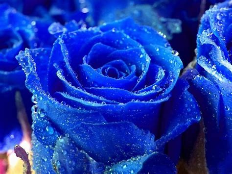 Flower Photos Blue Rose With Dew Drops