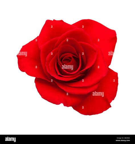 Dark Red Rose Isolated On White Background Stock Photo Alamy