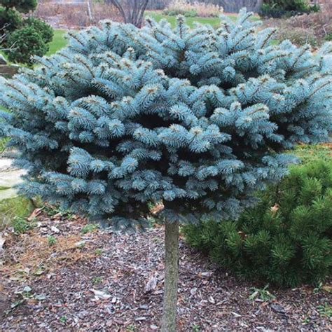 Dwarf Globe Blue Spruce Colorado Blue Spruce — Plantingtree