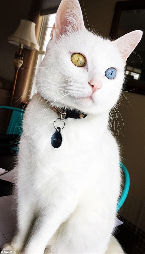 Rare Cat Has One Gold Eye And One Blue Eye Daily Mail Online