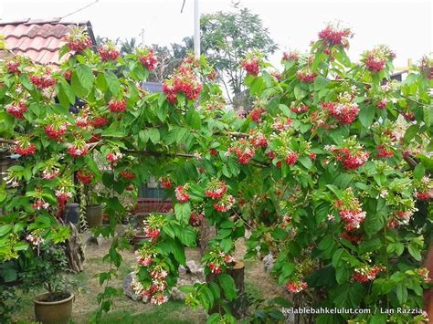 Namanya 'es air mata pengantin'. Pokok Bunga Lebah - Akar Dani (Combretum indicum) - Kelab ...