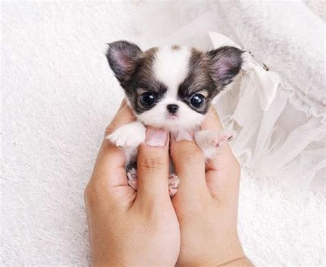 23 Of The Cutest Puppy Pics Ever