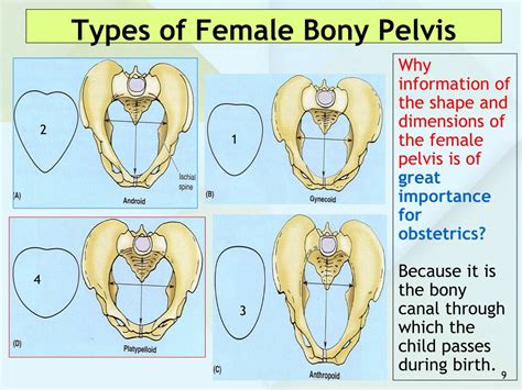 Ppt Anatomy Of The Pelvis Powerpoint Presentation Free Download Id