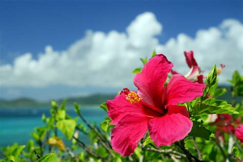 8 Botanical Gardens On Oahu You Need To See Hawaii Beach Homes