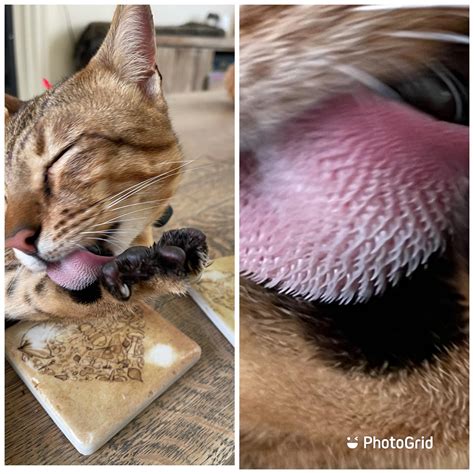 My Cats Tongue Has Little Spikes On It Rmildlyinteresting