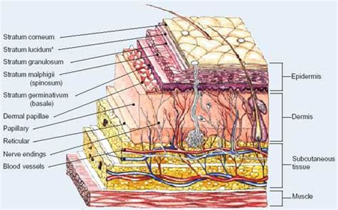 Bio201 skin skin model anatomy models labeled human anatomy and physiology the skin is an organ that forms a protective barrier against germs (and select from premium human skin of the highest quality. #1: Top Layer of the Skin