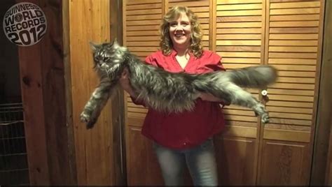 Who Is The Worlds Biggest Cat Cattime