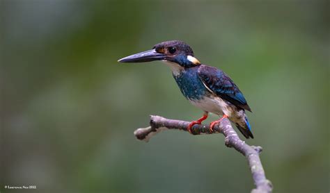 Blue Banded Kingfisher Alcedo Euryzona Sungai Congkak Flickr